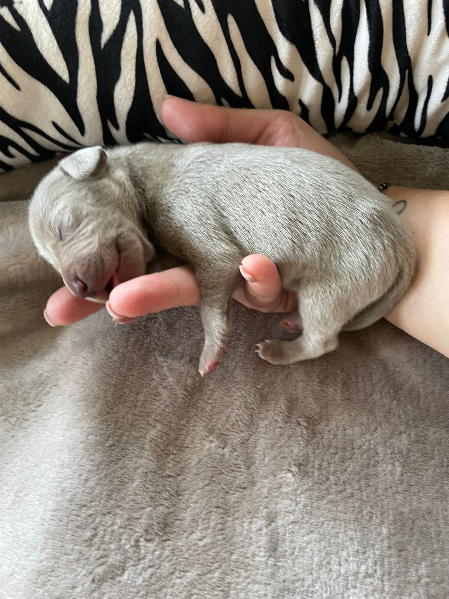 Miot O — Born
