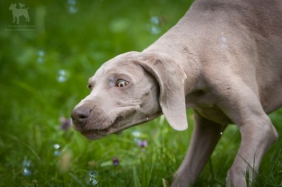Miot S — Sparklingmoonalivesilverweimaranersunny