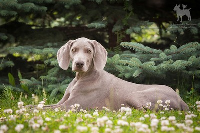 Miot S — Sparklingmoonalivesilverweimaranersunny