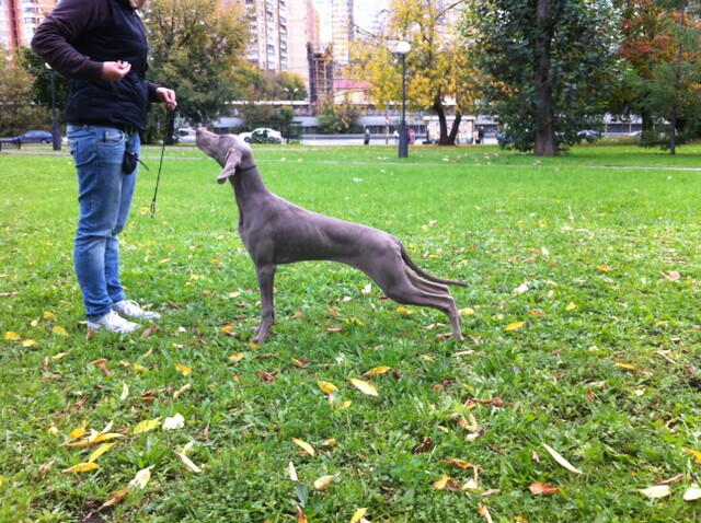Miot S — Sparklingmoonalivesilverweimaranersunny2
