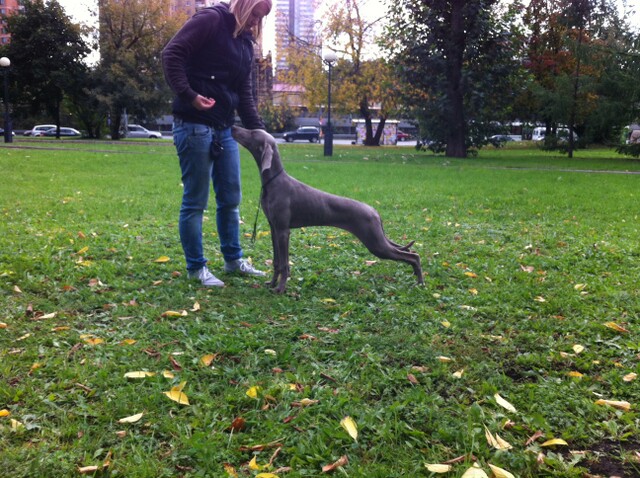Miot S — Sparklingmoonalivesilverweimaranersunny2