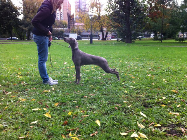 Miot S — Sparklingmoonalivesilverweimaranersunny2
