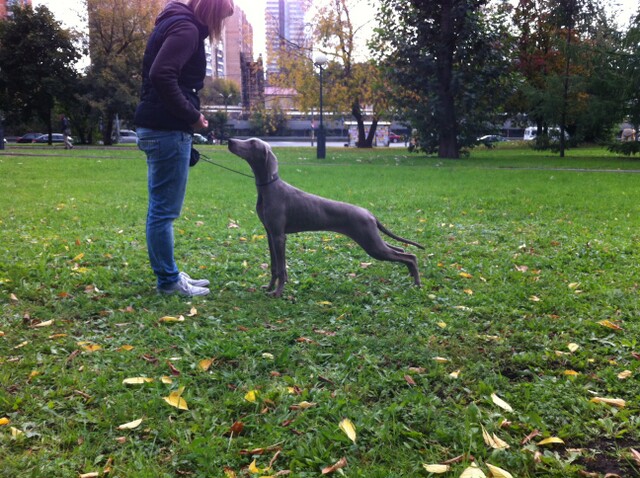 Miot S — Sparklingmoonalivesilverweimaranersunny2