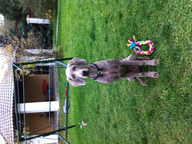 Miot S — Sparklingmoonalivesilverweimaranersunny2