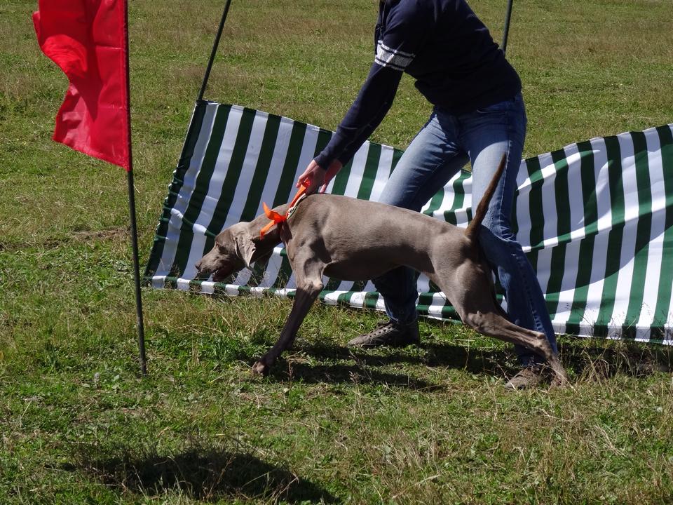 Miot S — Sparkling Moon Alive Silver Weimaraner 3