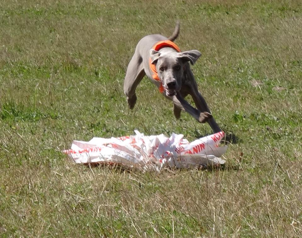 Miot S — Sparkling Moon Alive Silver Weimaraner 3
