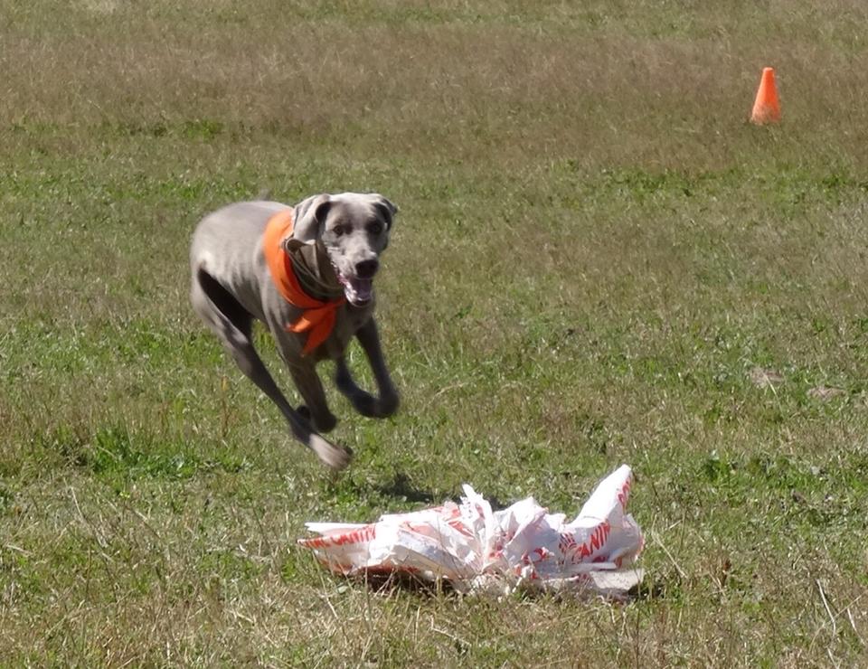 Miot S — Sparkling Moon Alive Silver Weimaraner 3