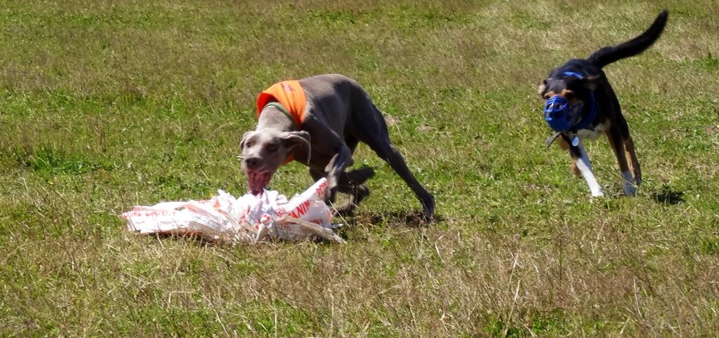 Miot S — Sparkling Moon Alive Silver Weimaraner 3