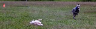 Miot S — Sparkling Moon Alive Silver Weimaraner 3