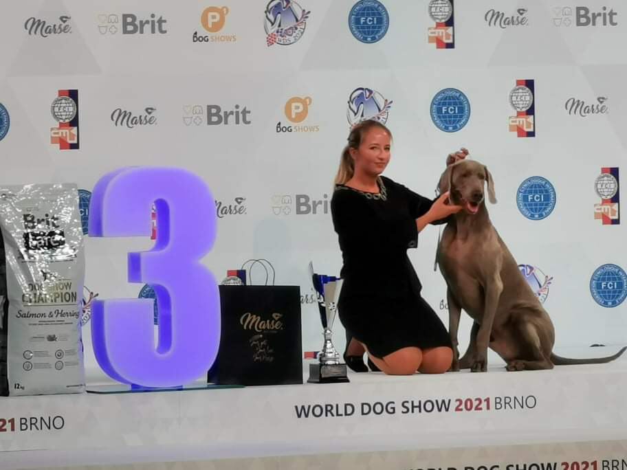 Melon — Vis A Vis Alive Silver podczas World Dog Show 2021 w Brnie
