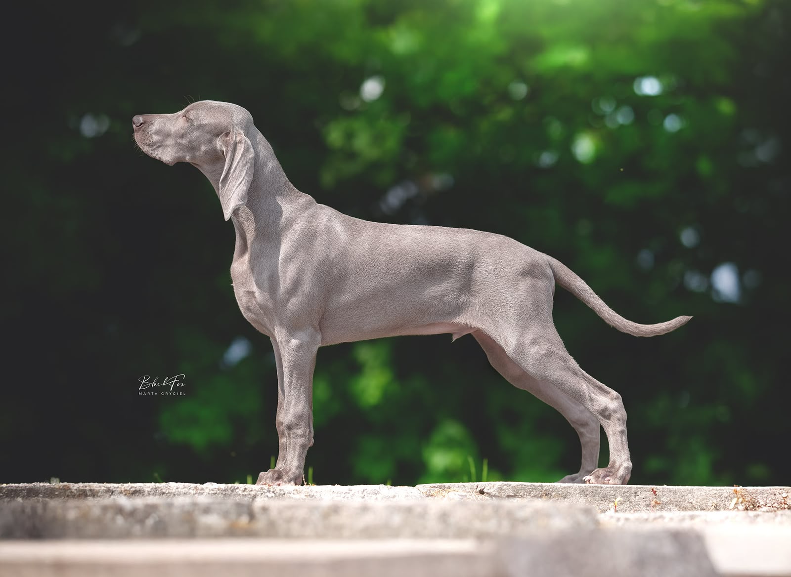 Unusual Life Alive Silver — portret Zorna