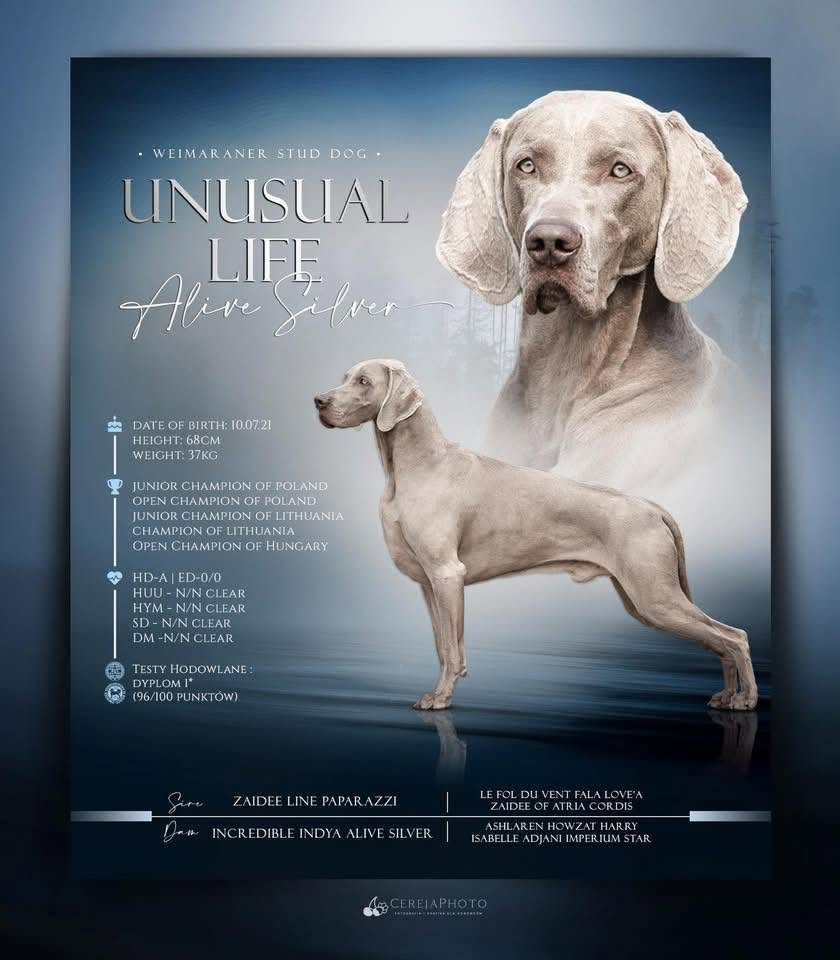 Zorn — Unusual Life Alive Silver